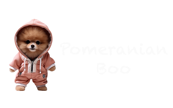 Pomeranian Boo