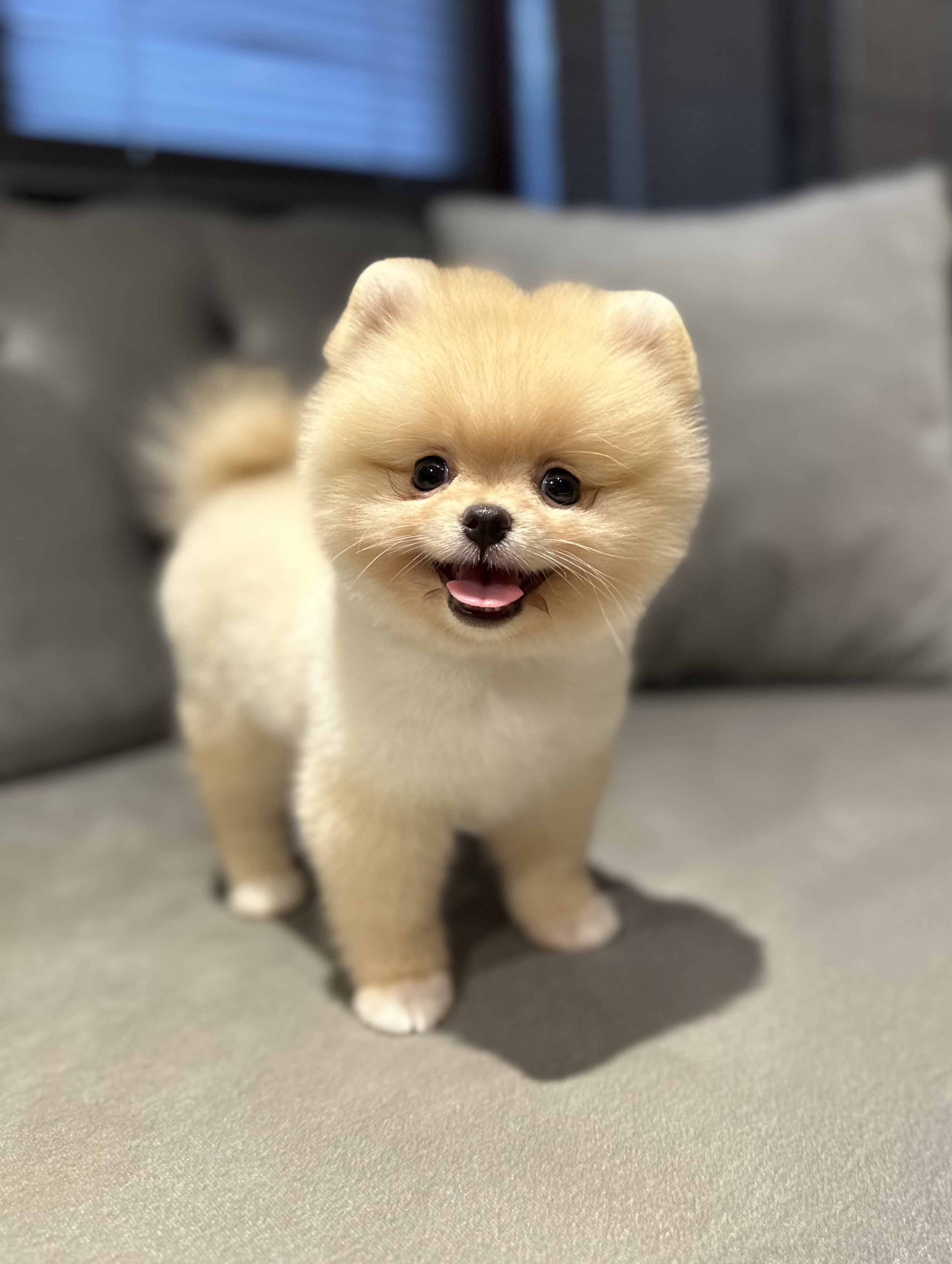 Pomeranian Boo Köpek Mösyö