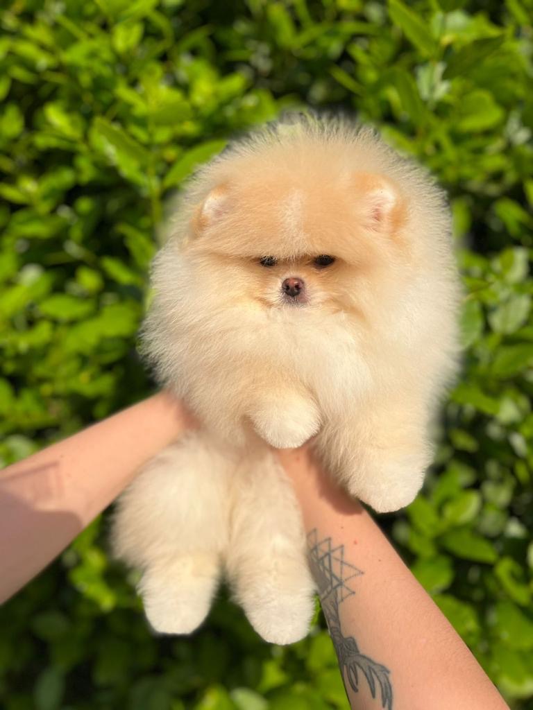 Pomeranian Boo Pablo