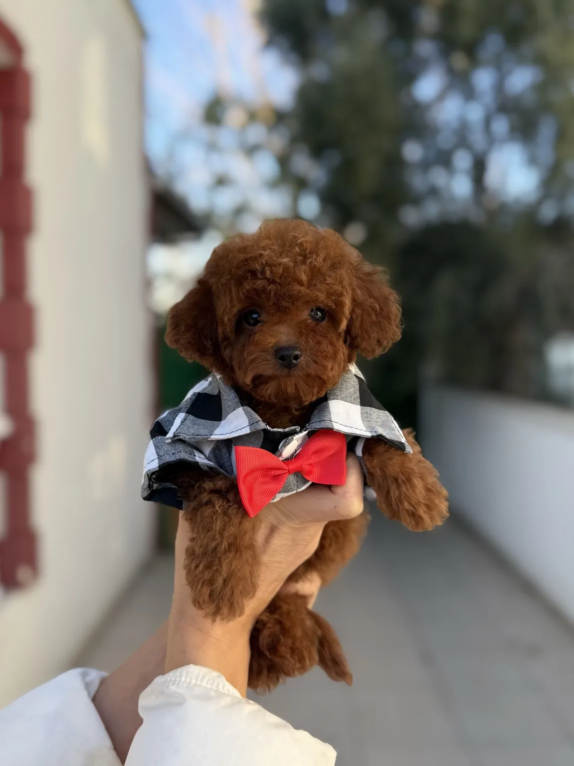 Toy Poodle Turta