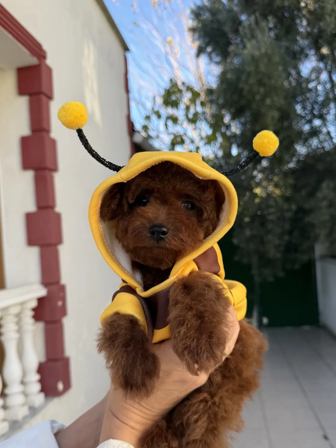 Poodle Kakao