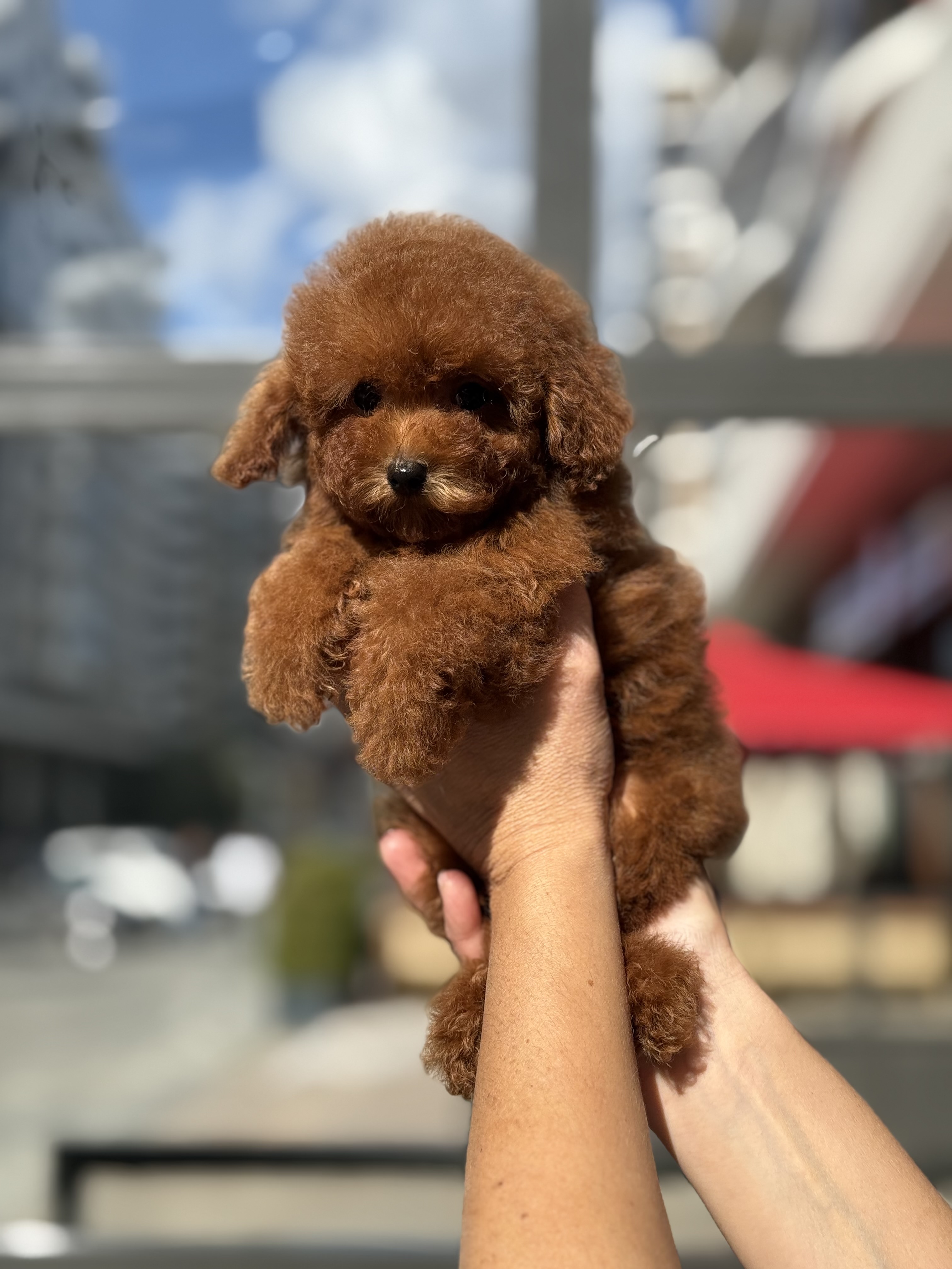 Toy Poodle Velez