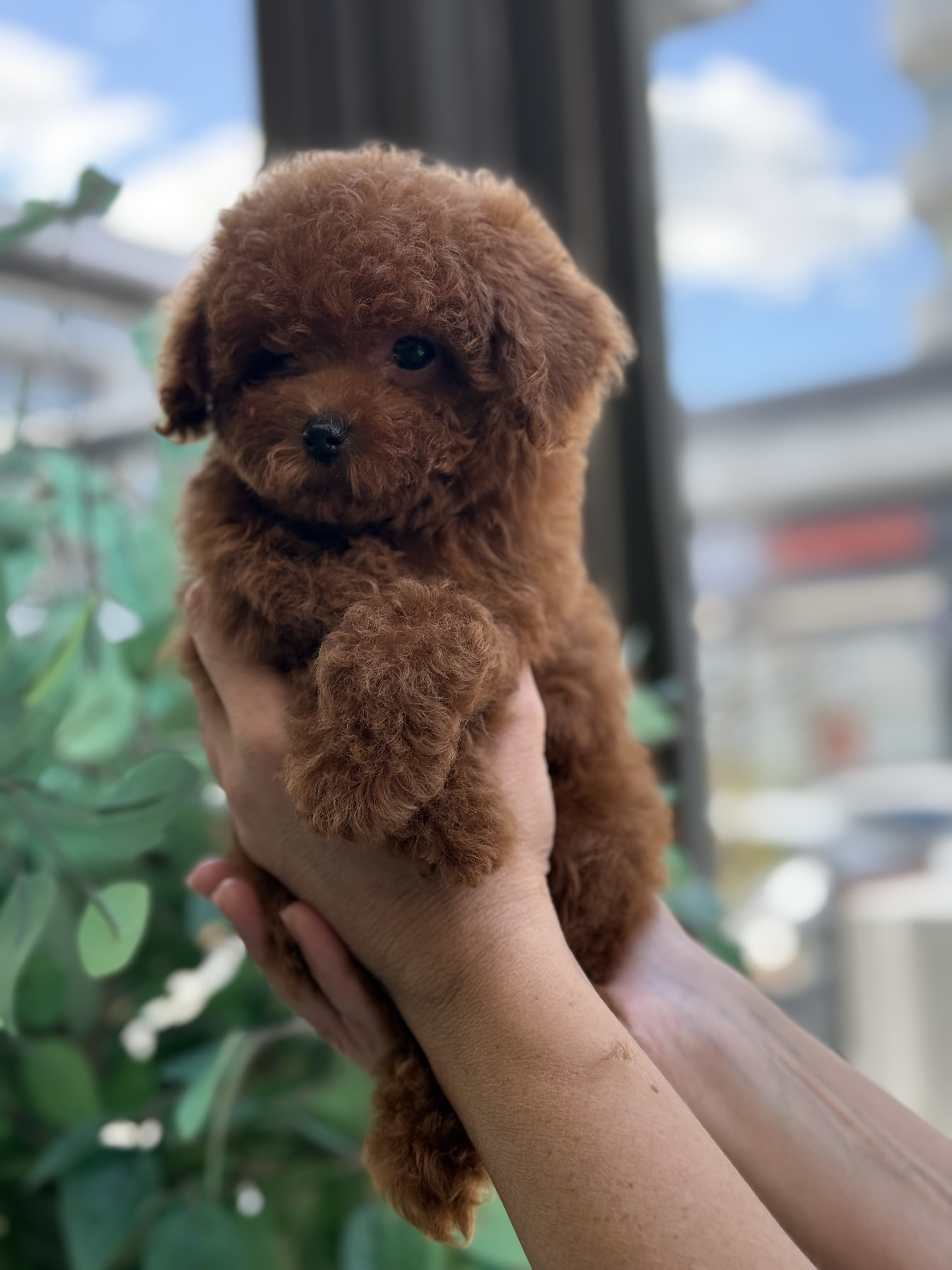 Kaniş Poodle Boss