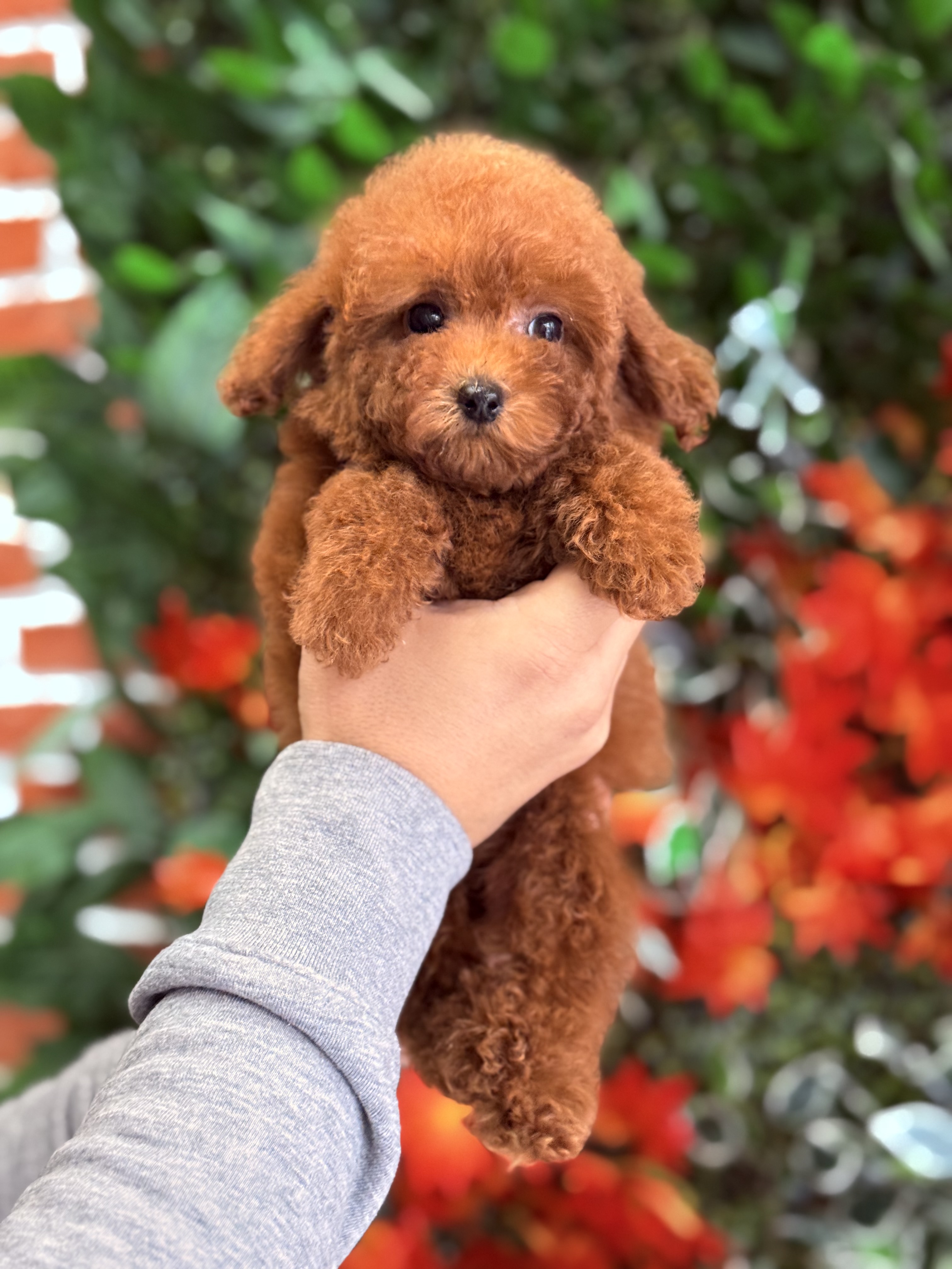 Poodle Cinsi Ballı