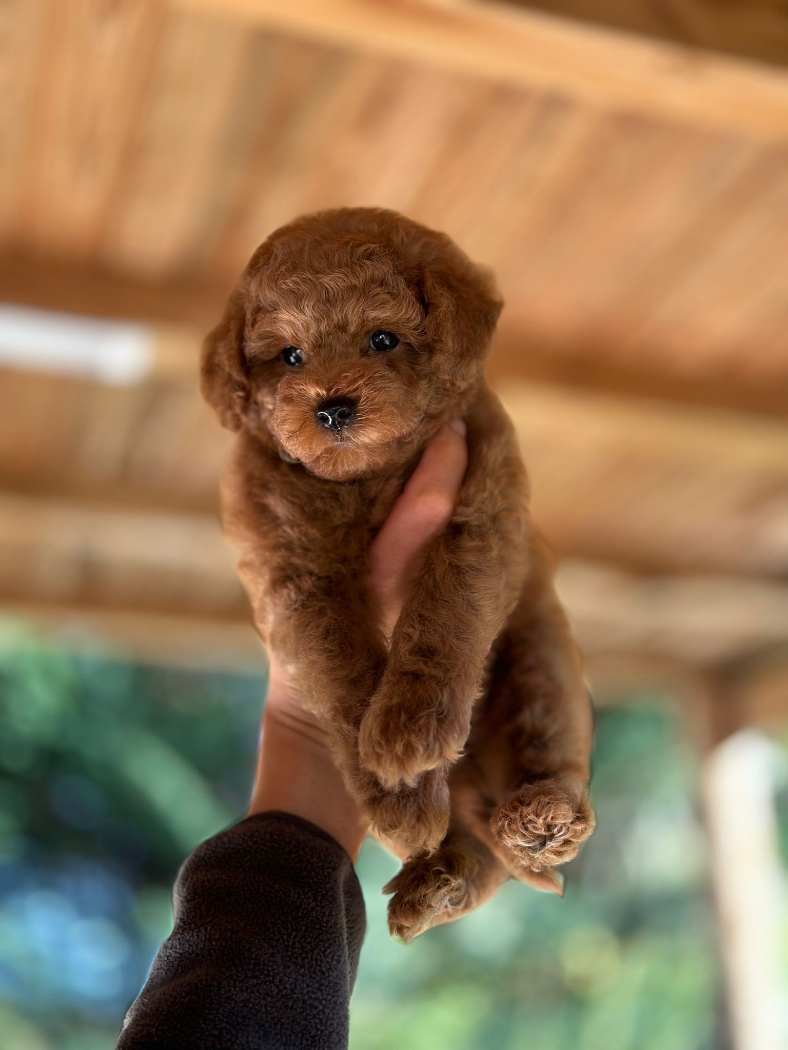 Kaniş Poodle Zagor