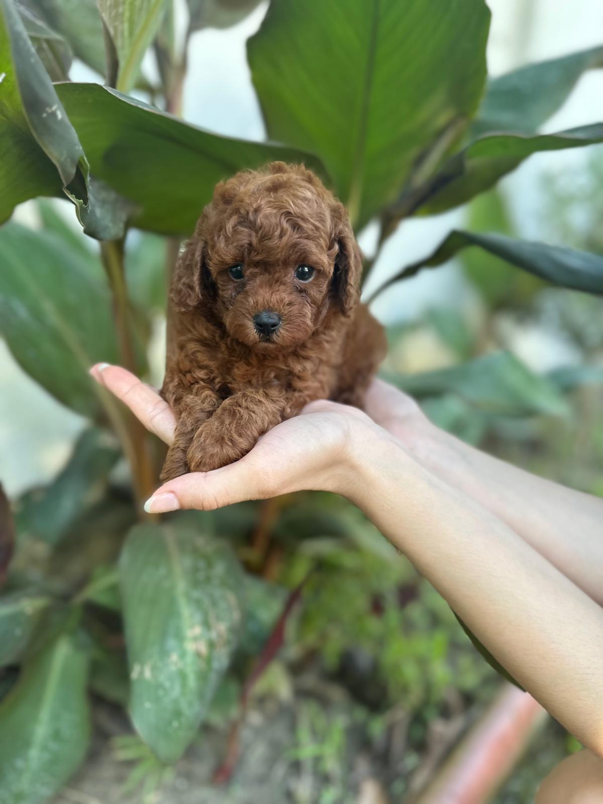 Toy Poodle Dino