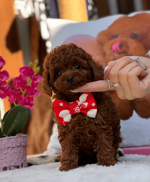 Kore Kan Poodle Coco