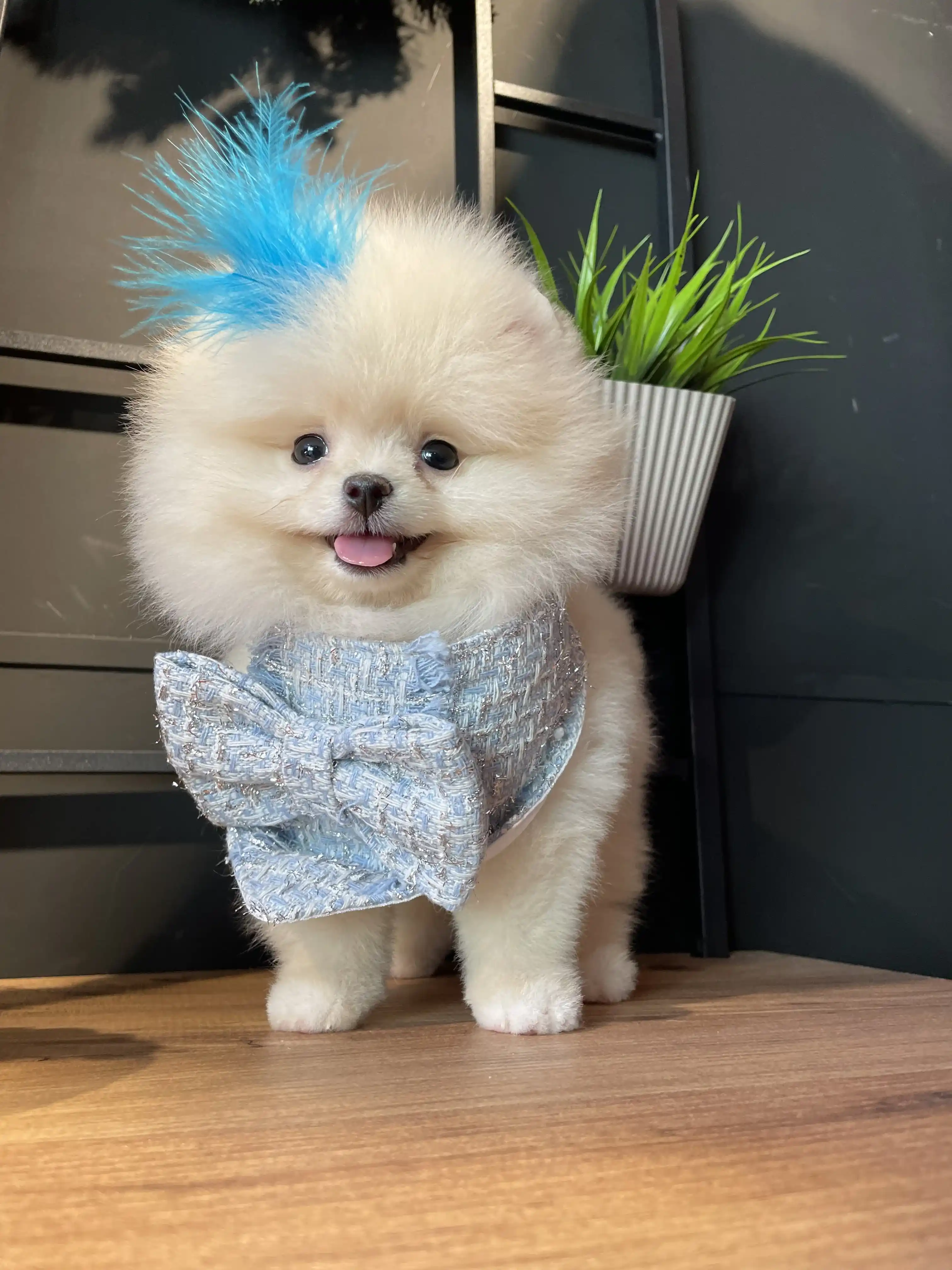 Kore Pomeranian Boo Tobby