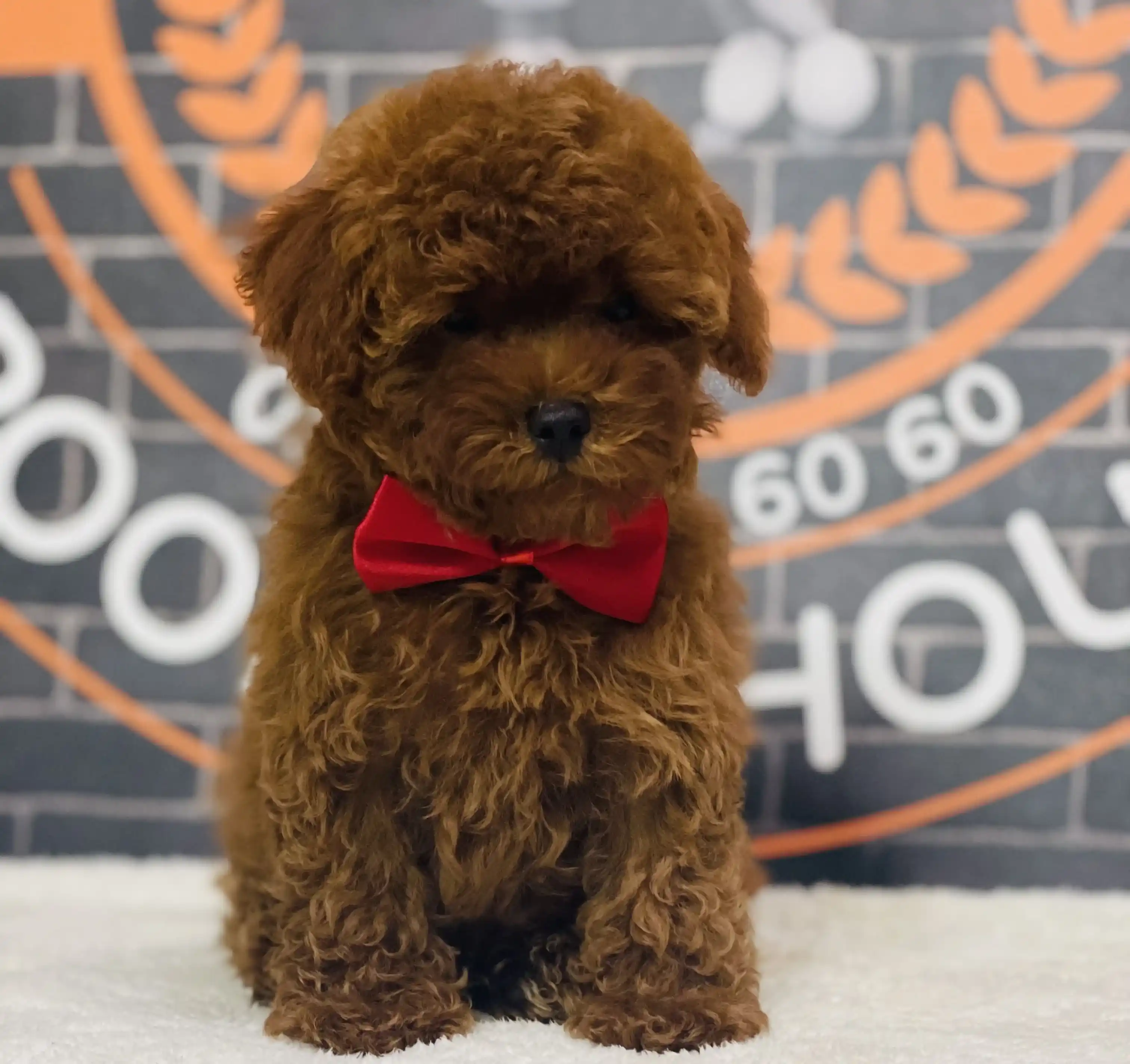 Kore Poodle Fiyat 2024 Kenzo