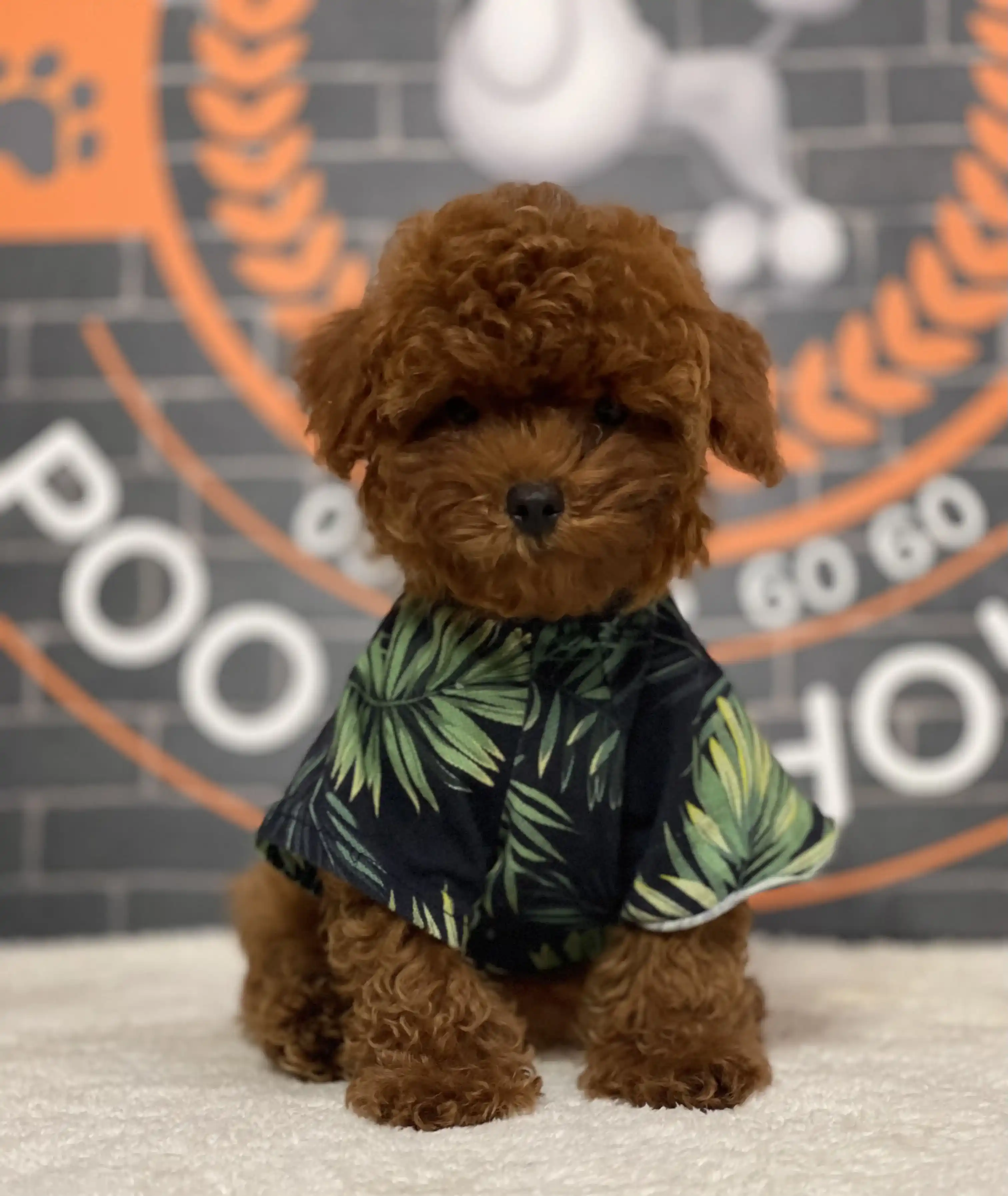 Kore Poodle Fiyatları Luccy