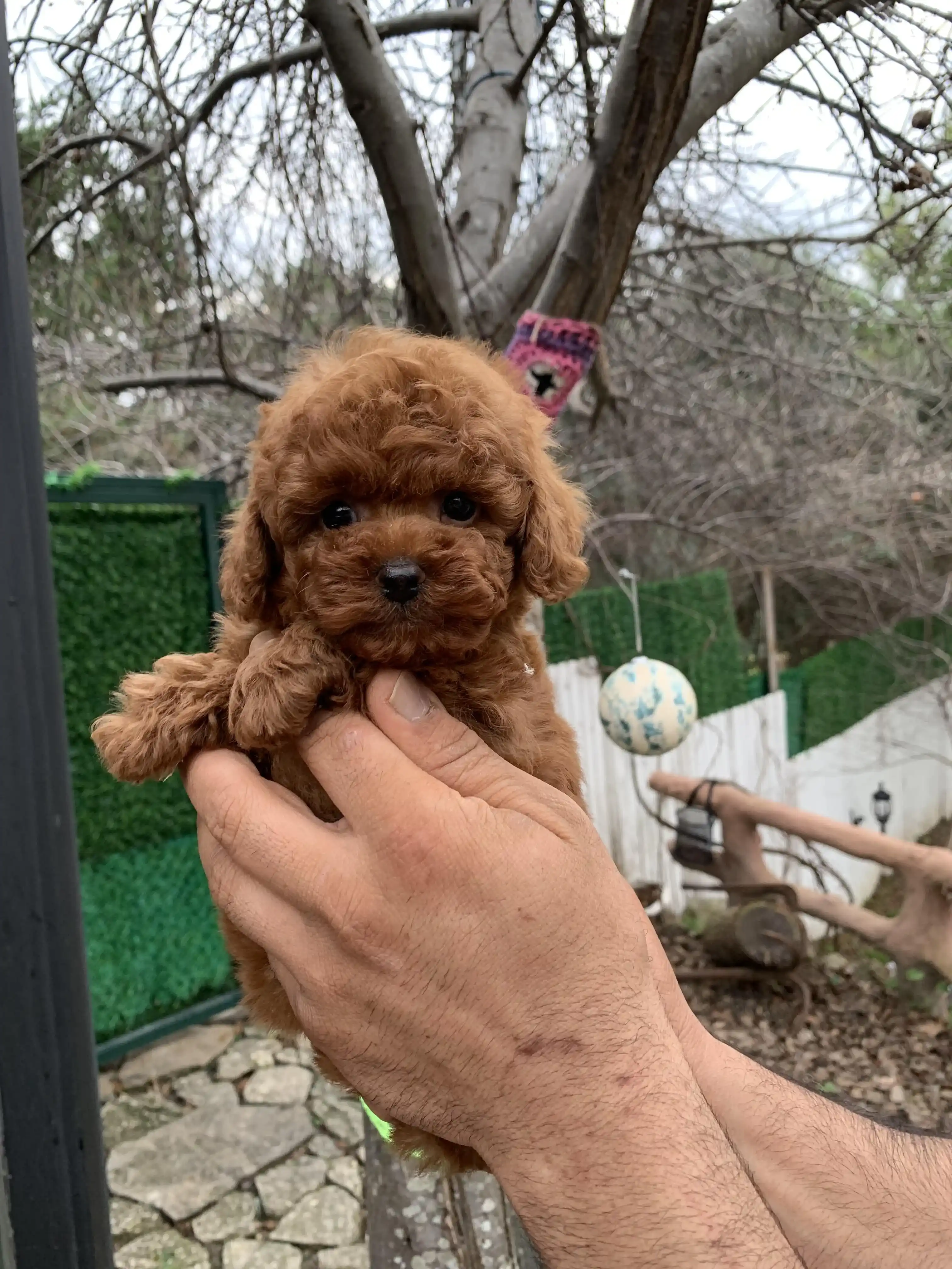 Kore Kan Poodle Mario