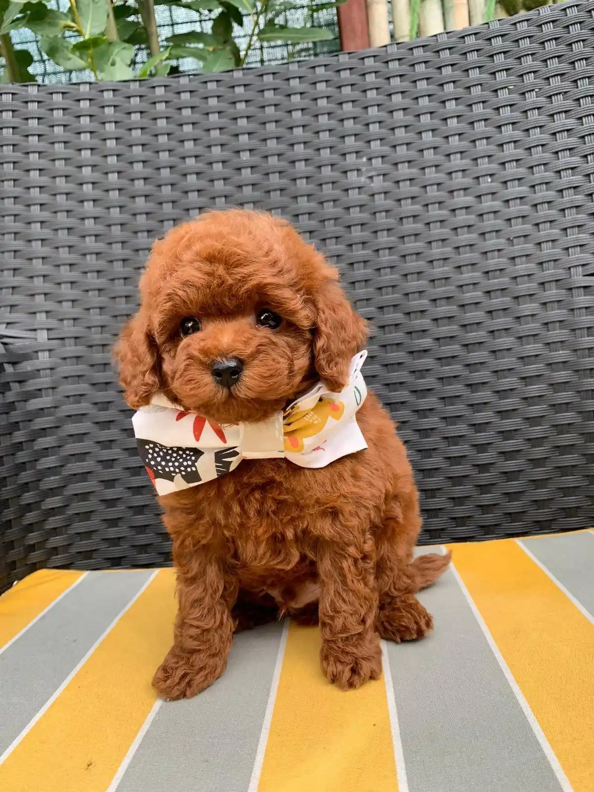 Kore Toy Poodle Bella