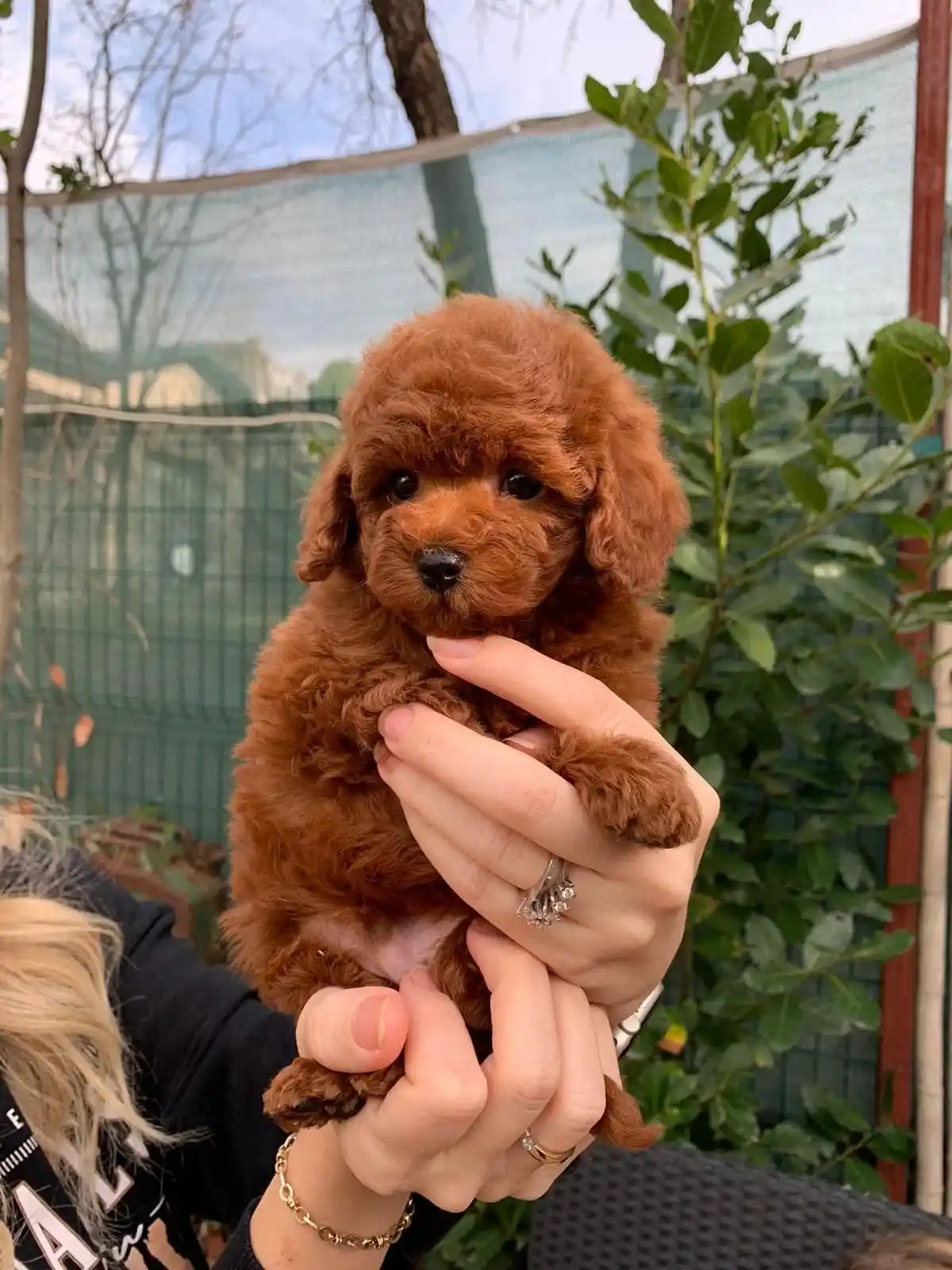 Kore Toy Poodle Dora