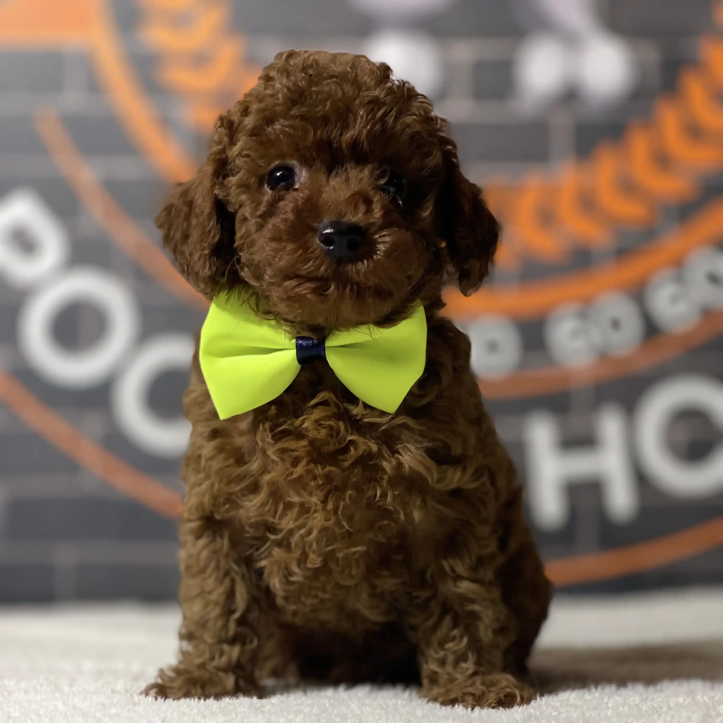 Kore Toy Poodle Prada