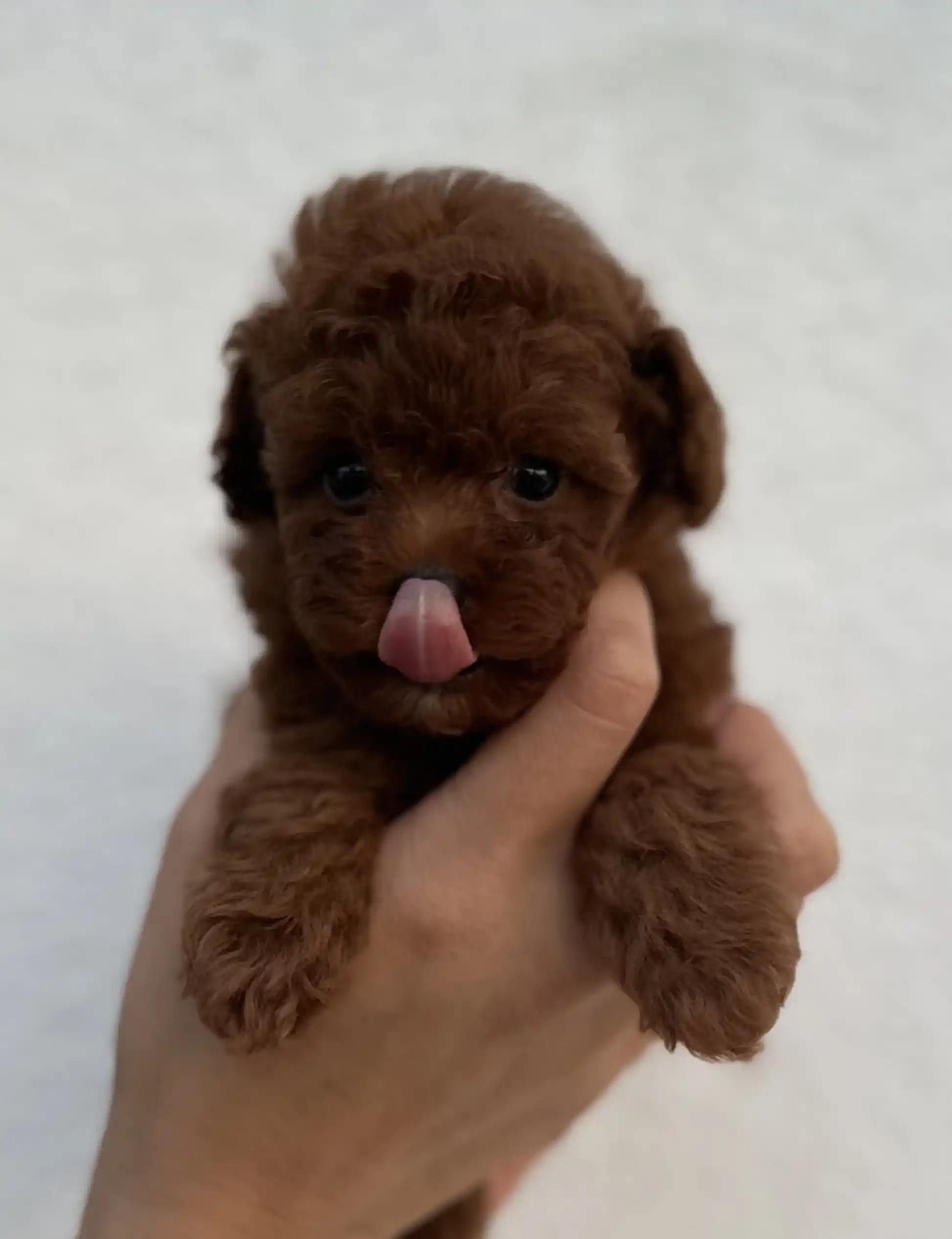 Mini Kore Toy Poodle Tofi
