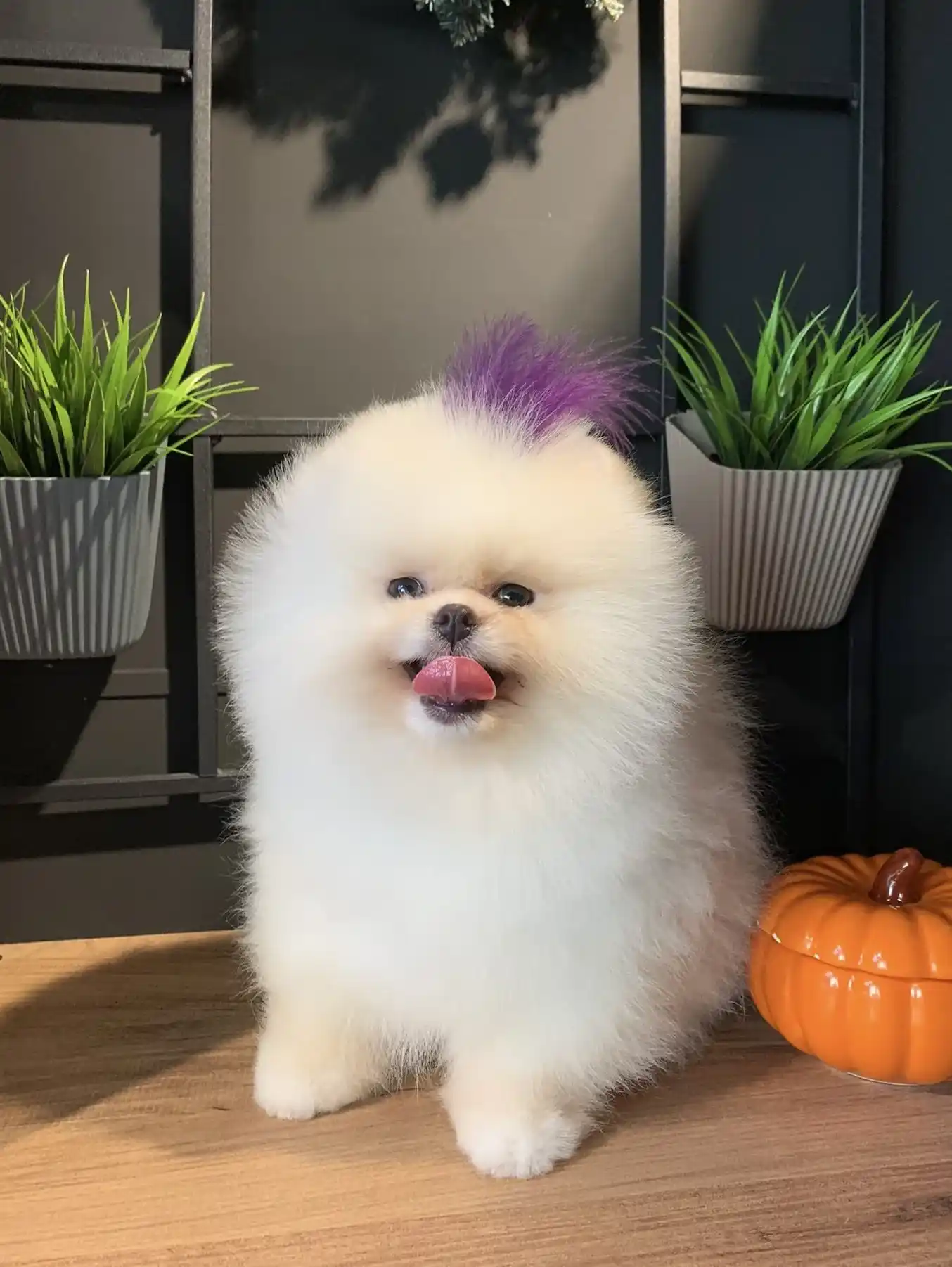Orjinal Pomeranian Tokyo