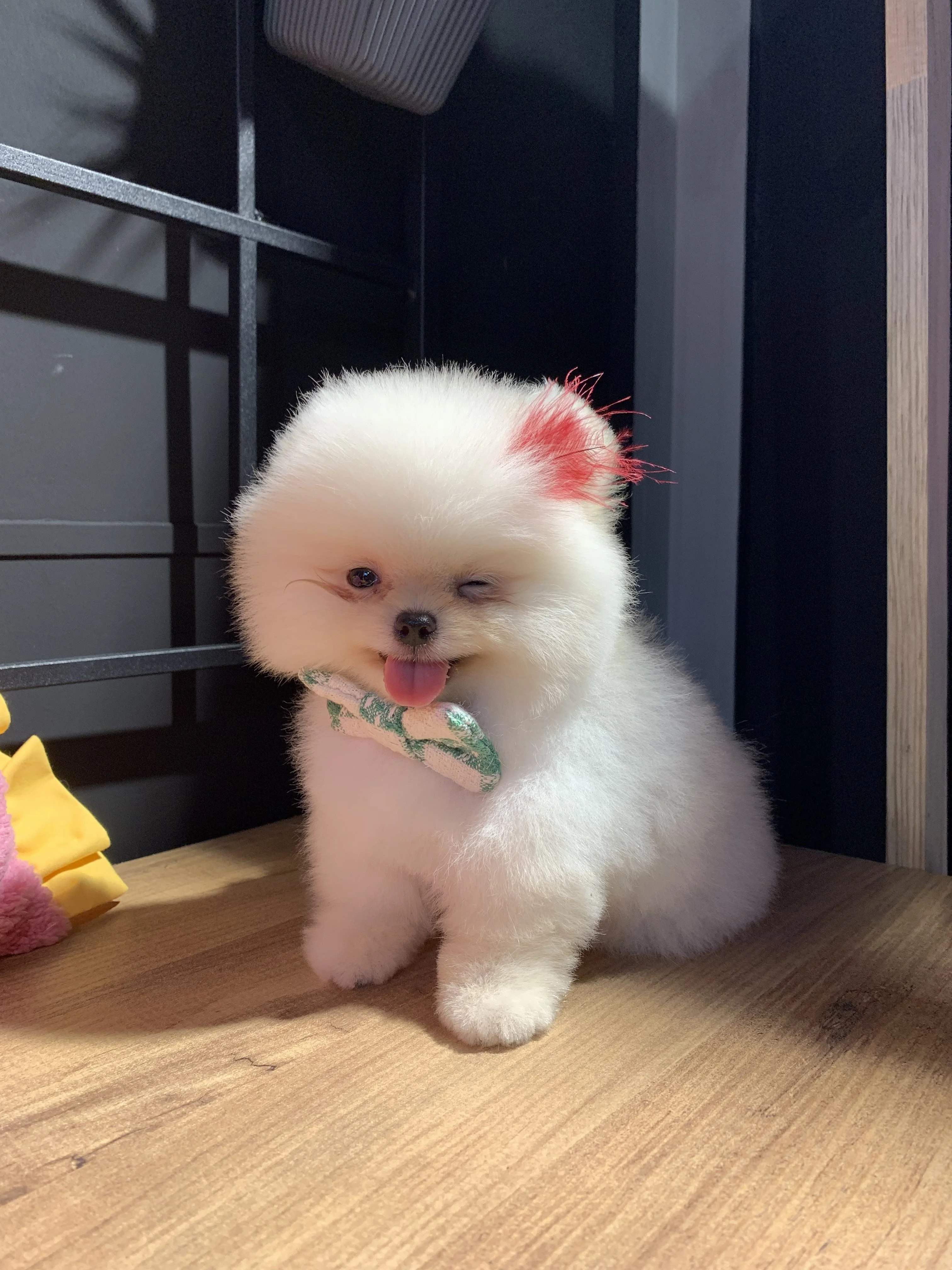 Pomeranian Boo Channel