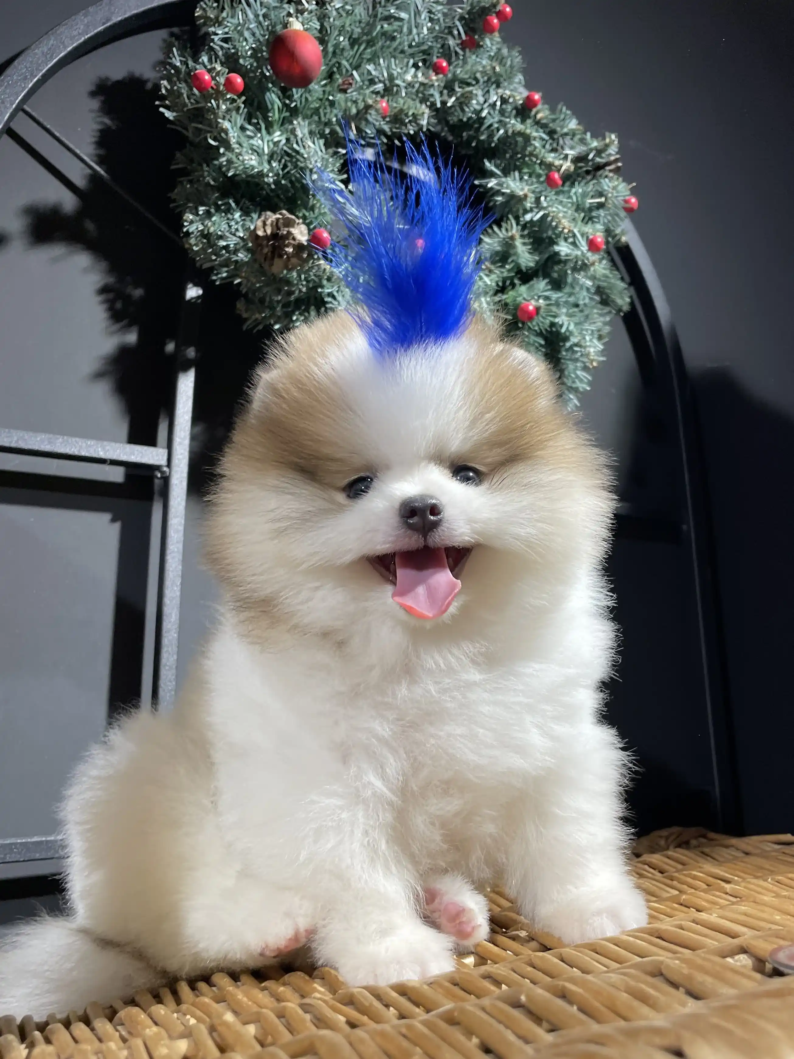 Pomeranian Boo Erkek Momo