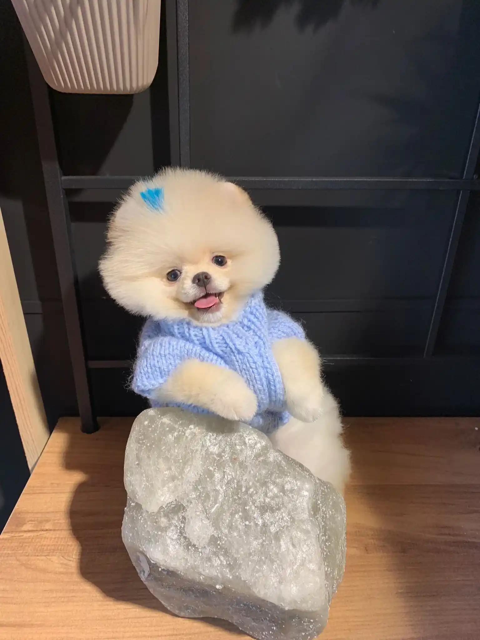 Pomeranian Boo Fiyat 2024 Peri