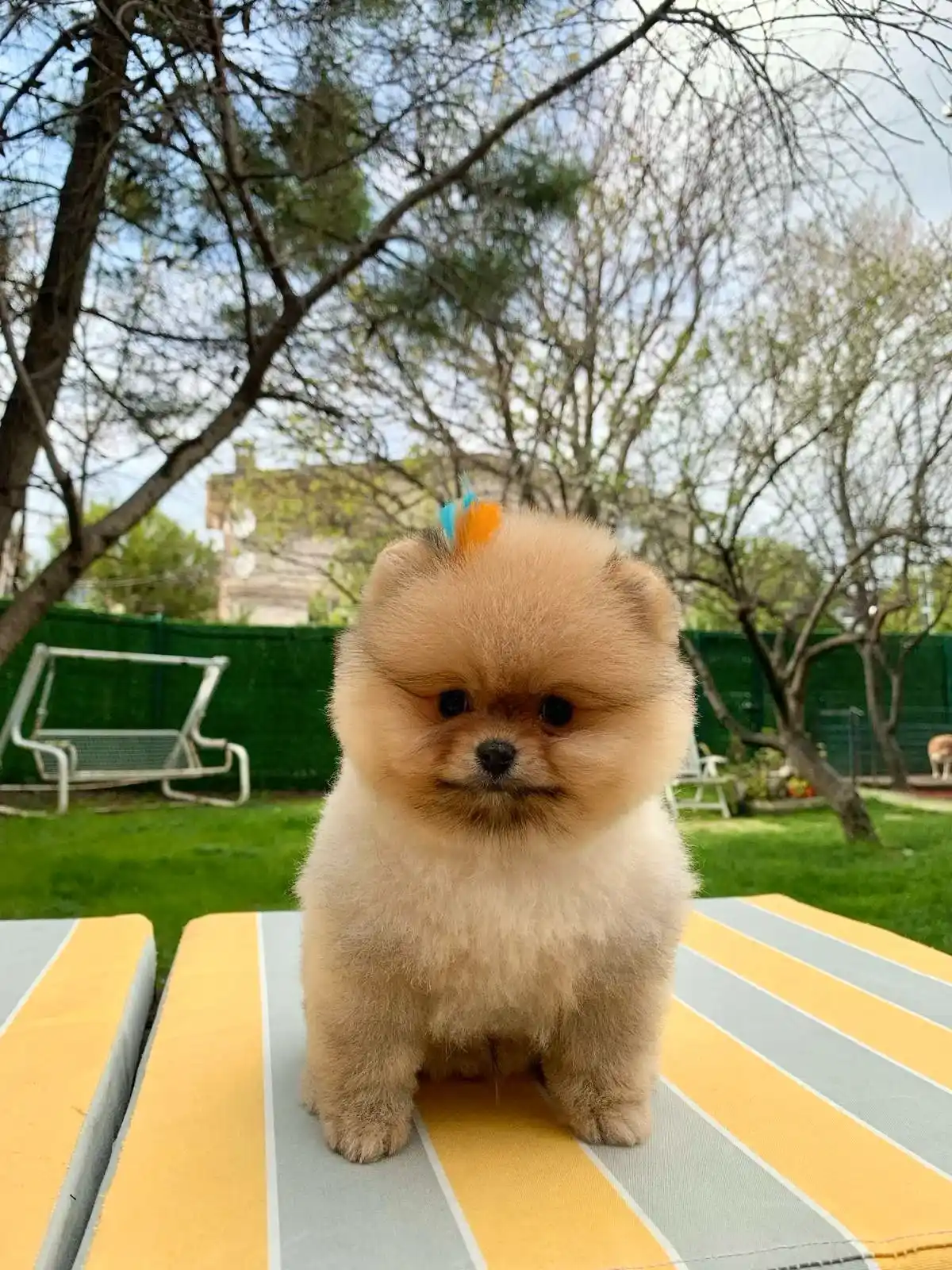 Pomeranian Boo Fiyat Lord