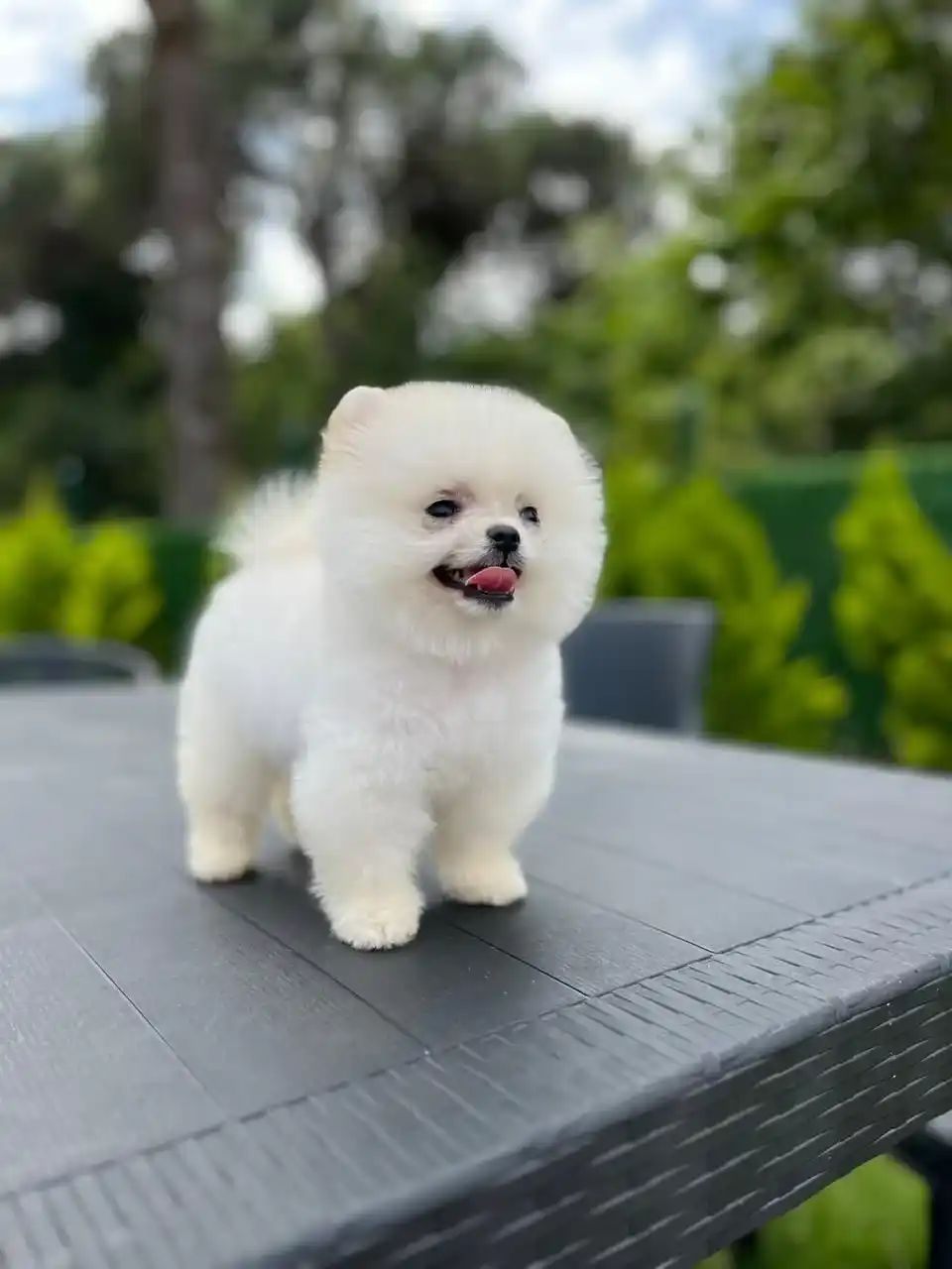 Pomeranian Boo Kont