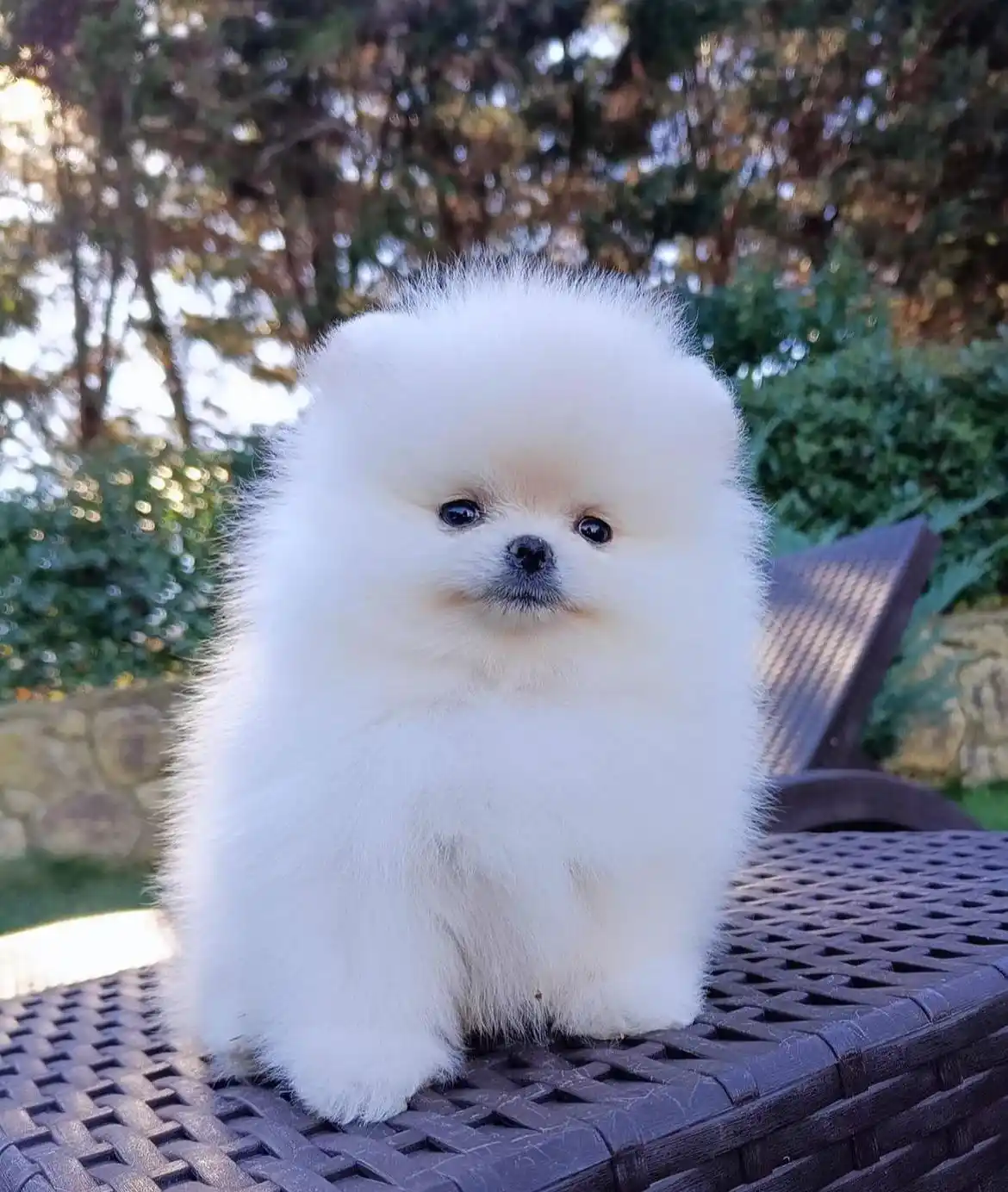 Pomeranian Boo Kontes