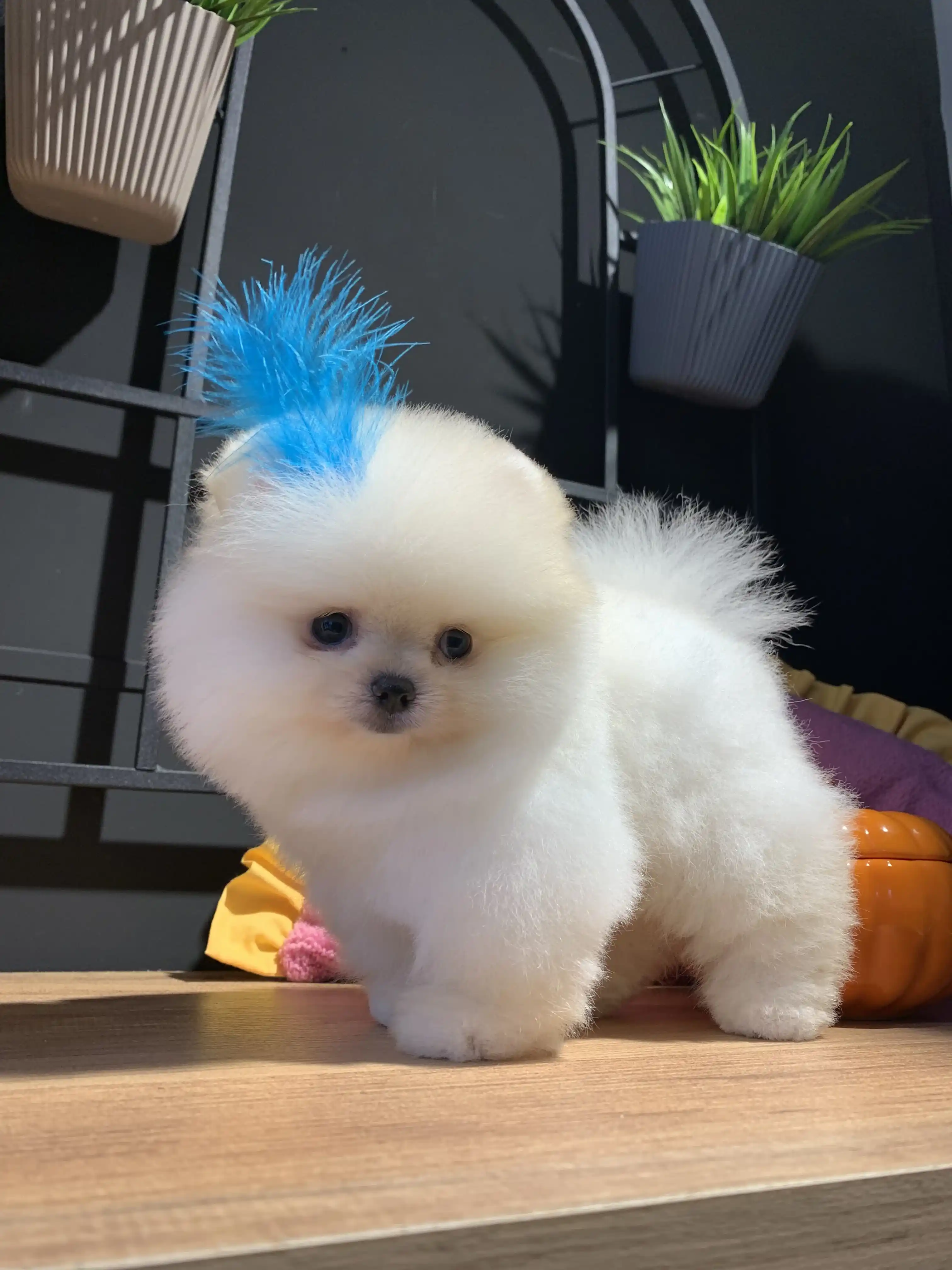 Pomeranian Boo Marlo