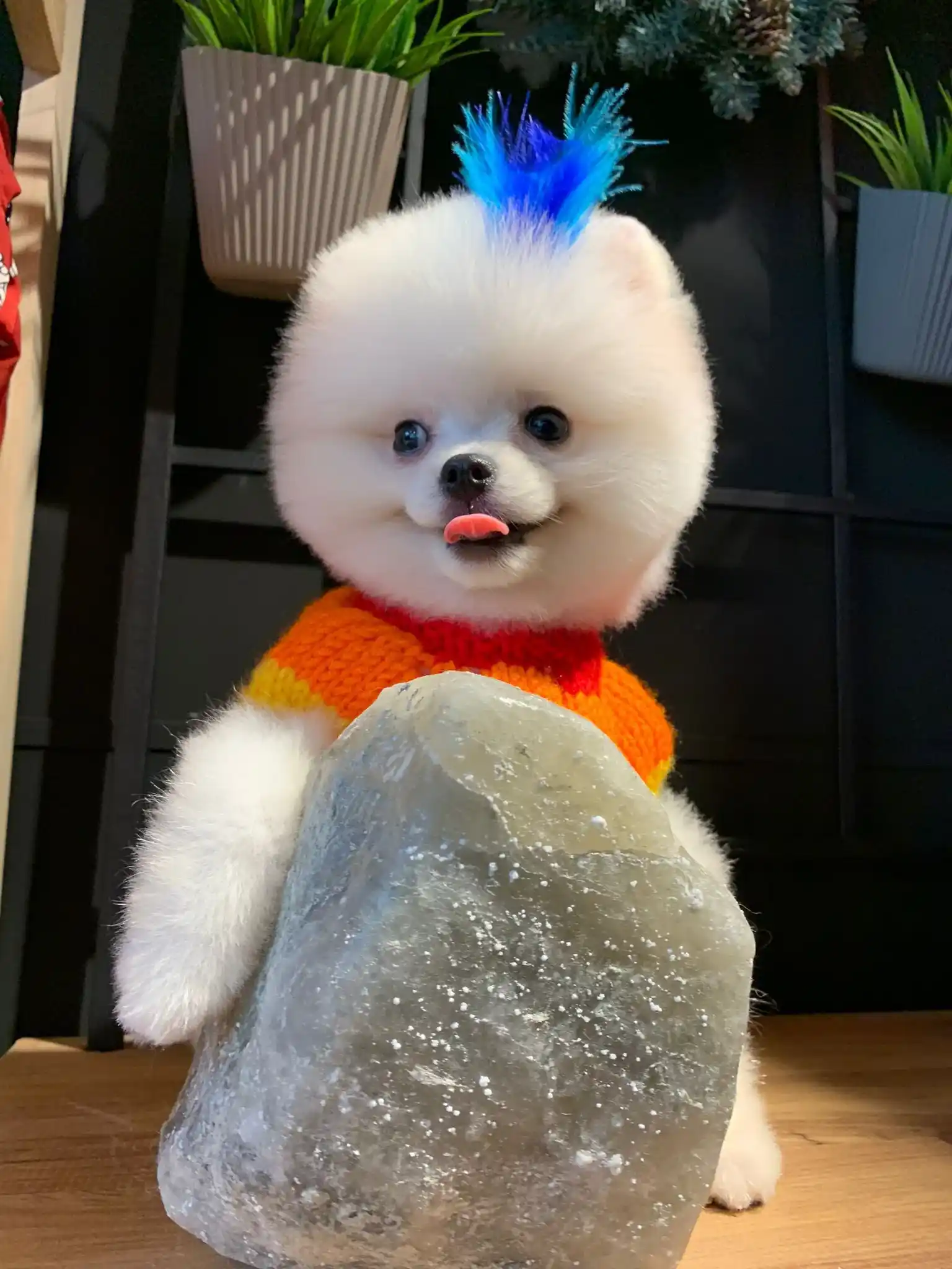Pomeranian Boo Santa