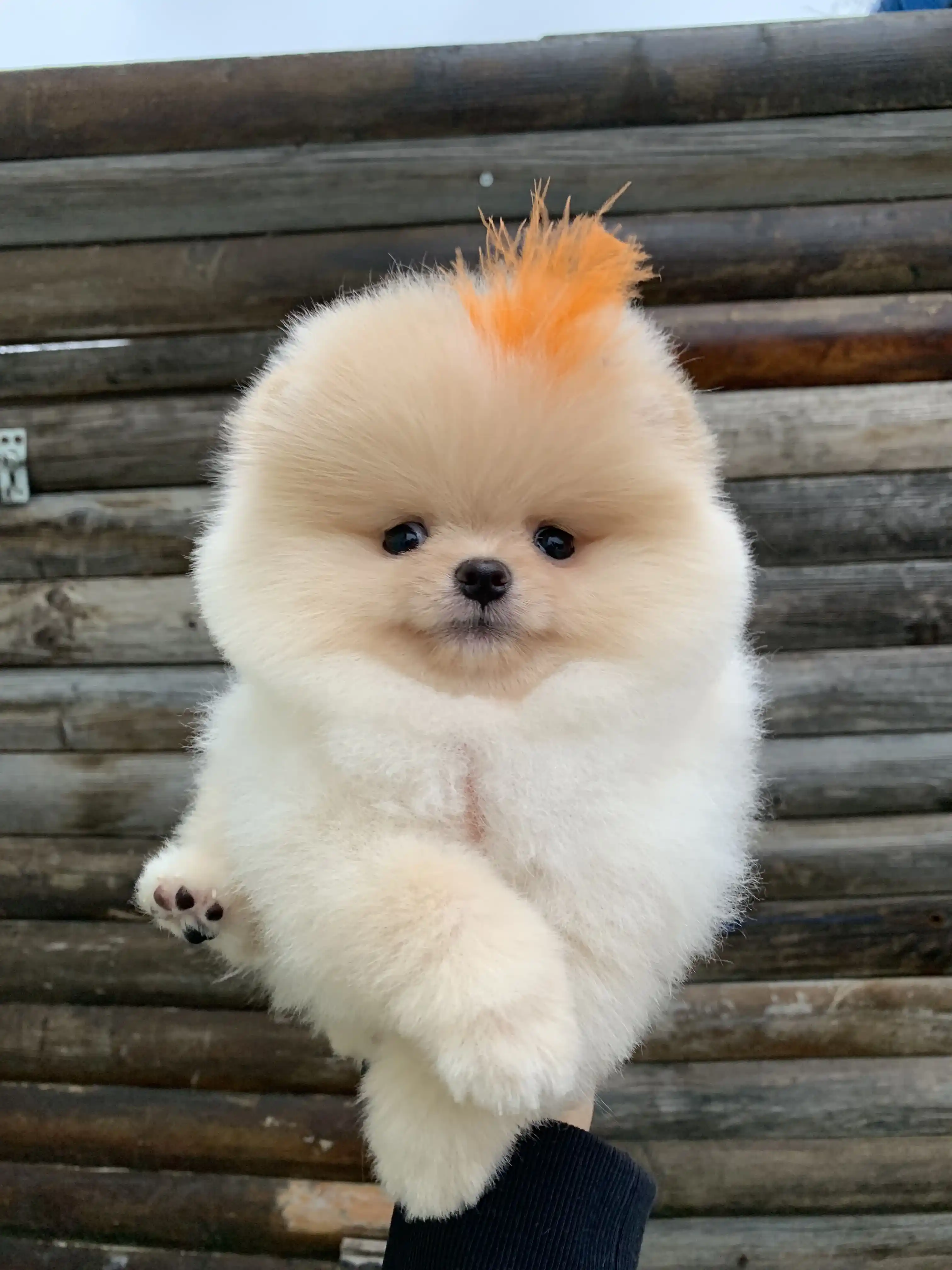 Pomeranian Boo Satın Al Fifi