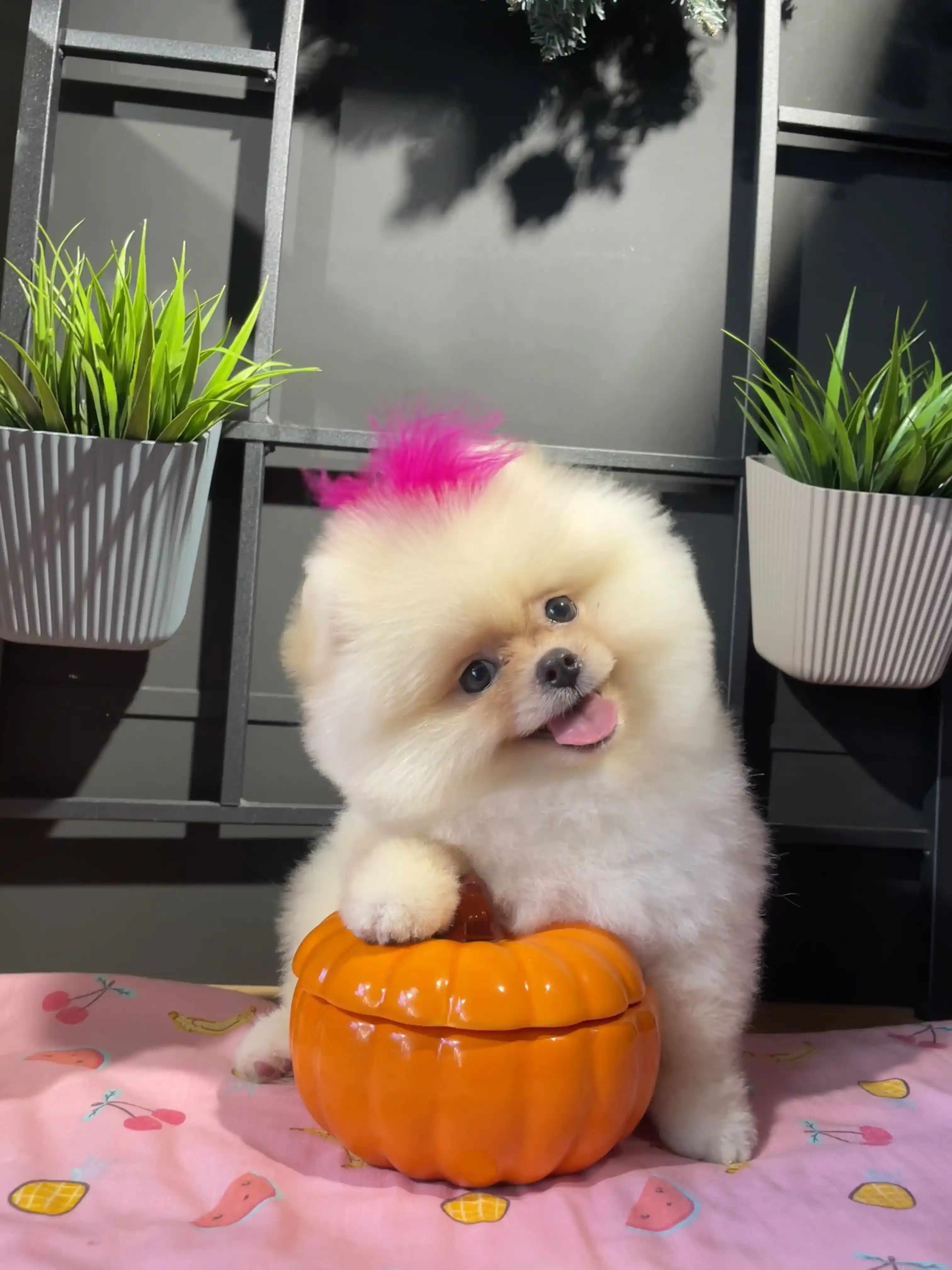 Pomeranian Fiyat Tiffany