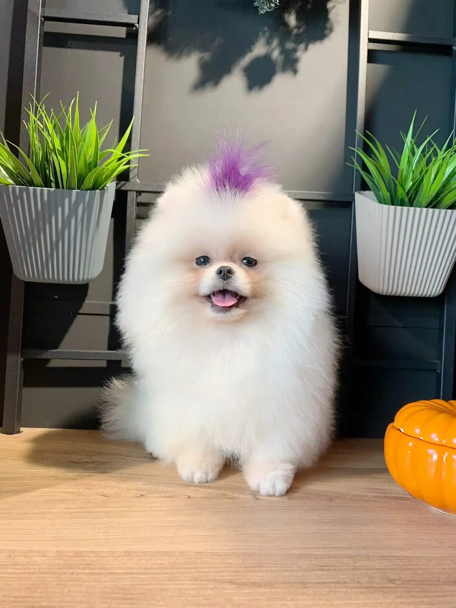 Sahibinden Pomeranian Gucci