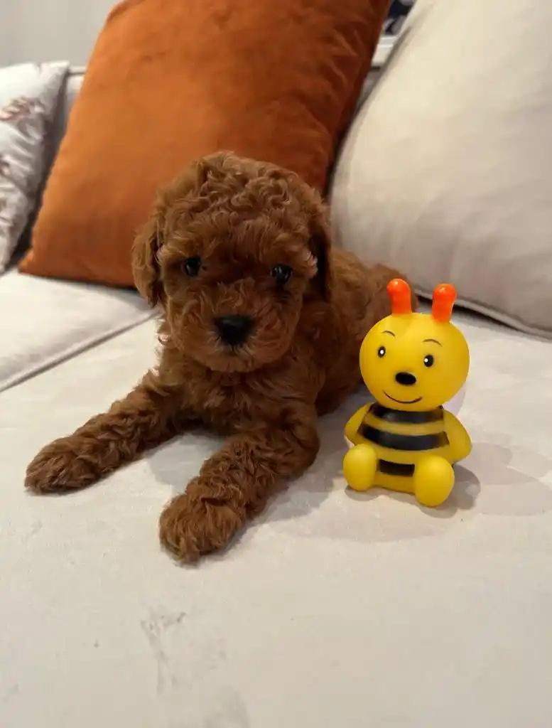 Satılık Kore Kan Poodle Sisi
