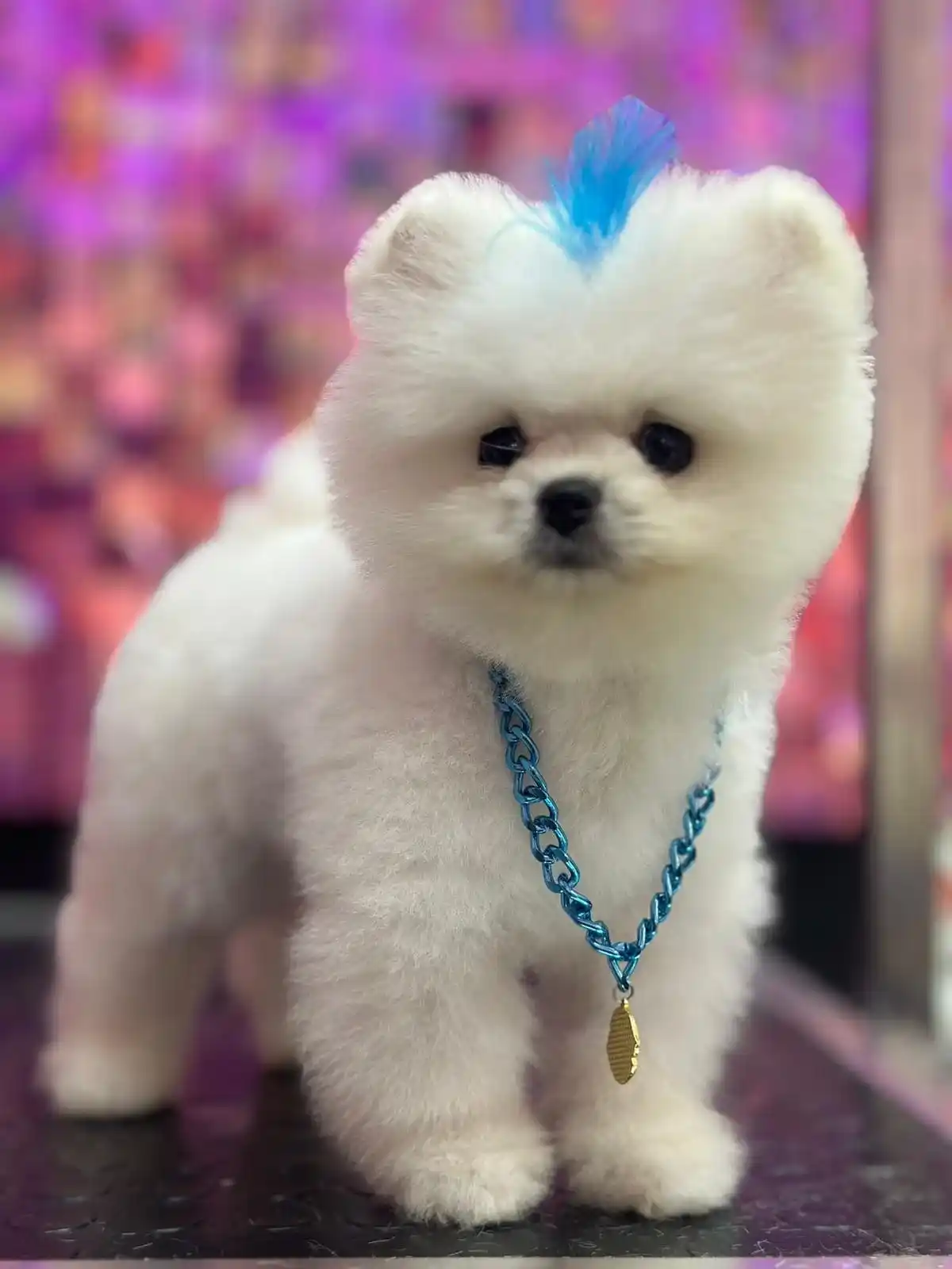 Satılık Pomeranian Boo Trio