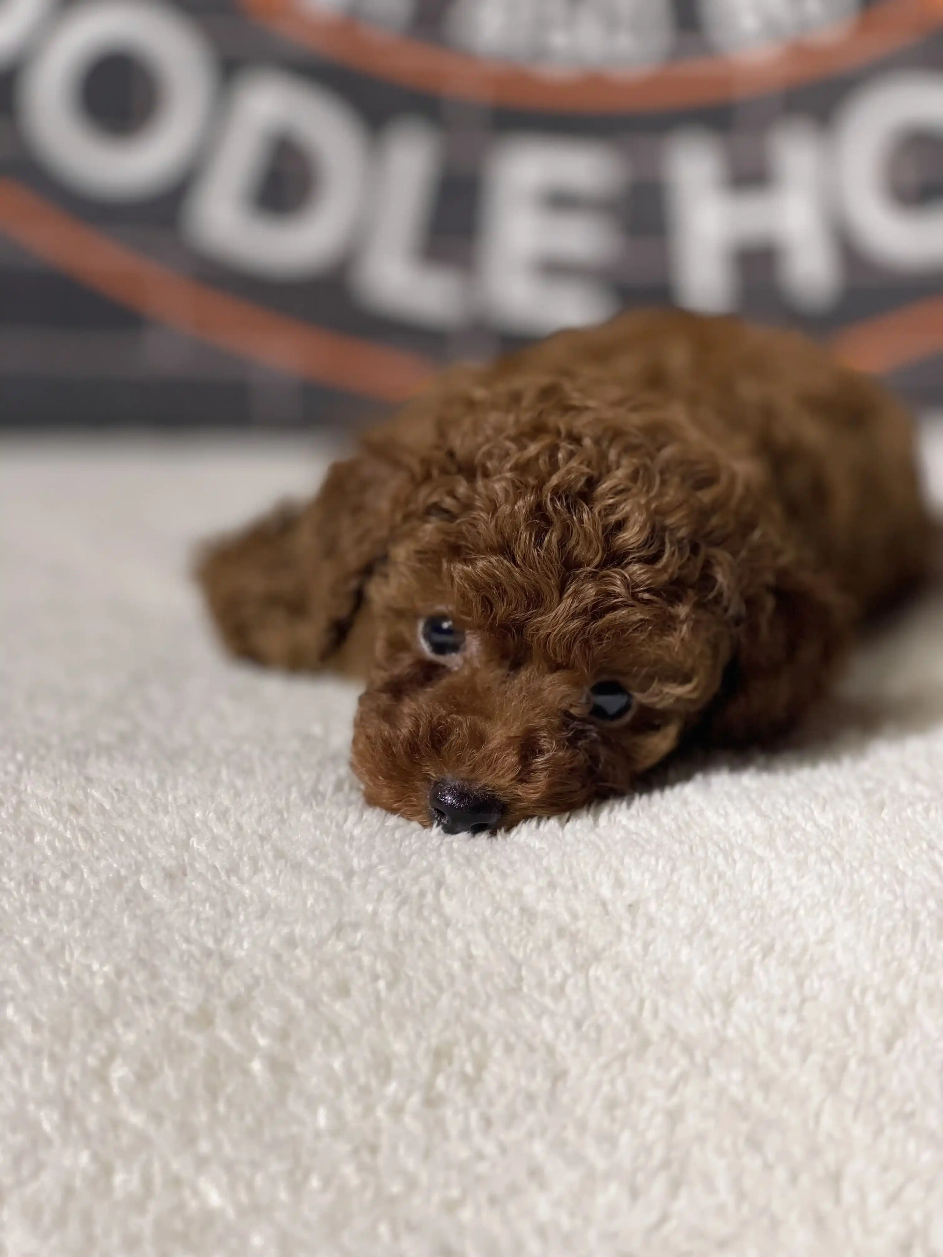 Teacup Poodle Cucci